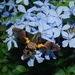 Black-based Hummingbird Hawkmoth - Photo (c) Roger C. Kendrick, all rights reserved
