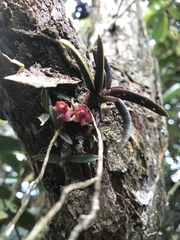 Epidendrum rhodovandoides image