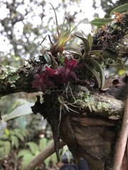 Epidendrum rhodovandoides image