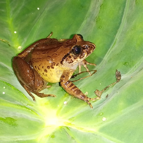 Central Night Frog