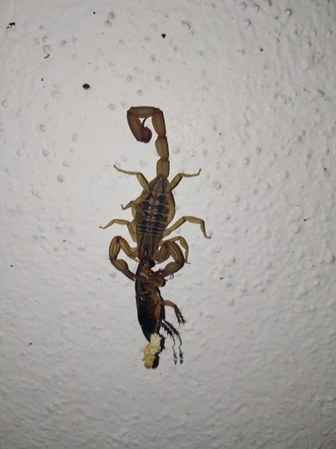 Jalisco Coast Scorpion