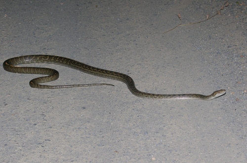 Australian Scrub Python sighting