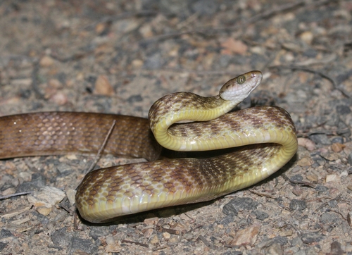 Brown Tree Snake sighting