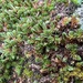 Selaginella utahensis - Photo (c) Steve McKee, όλα τα δικαιώματα διατηρούνται, uploaded by Steve McKee