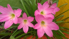 Zephyranthes rosea image