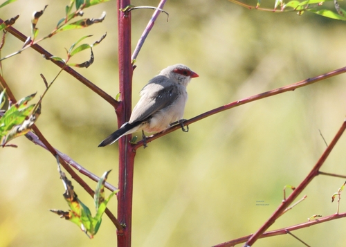 Black-rumped Waxbill