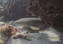 Nurse Shark