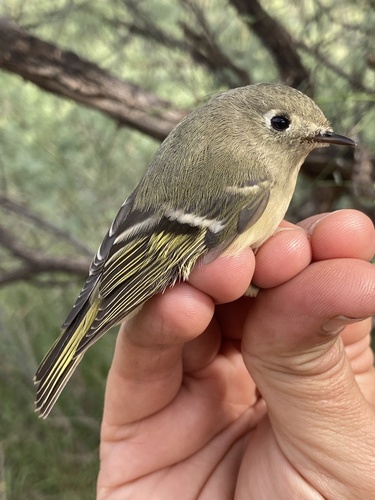 Ruby-crowned Kinglet