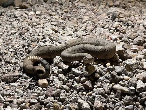 Rock Rattlesnake