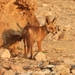 Egyptian Red Fox - Photo (c) Muhammed El-dessouki, all rights reserved, uploaded by Muhammed El-dessouki