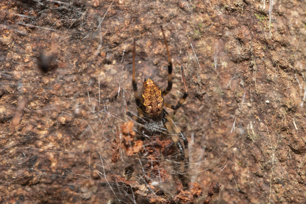 Asian Hermit Spider from Pahang, Malaysia on September 26, 2022 at 11: ...