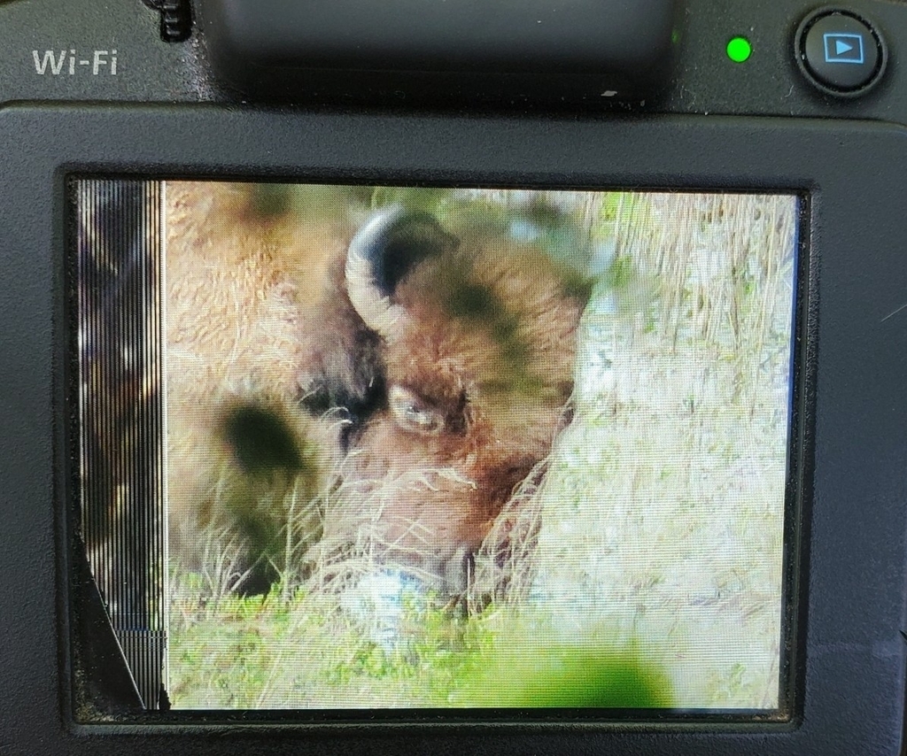 Plains bison from gainesville fl 32601 usa on march 12 2022 at 03 46
