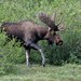 Moose - Photo (c) TroyEcol, all rights reserved, uploaded by TroyEcol