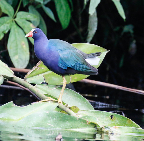 Purple Gallinule
