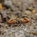 Buddish Crab - Photo (c) Artur Tomaszek, all rights reserved, uploaded by Artur Tomaszek