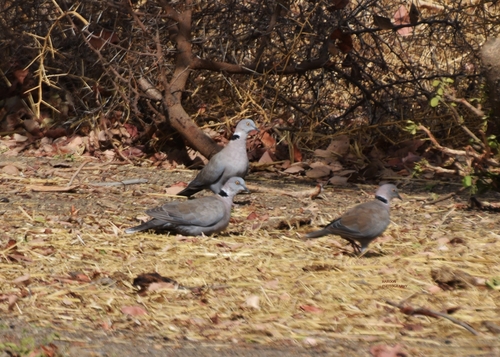 Mourning Collared Dove