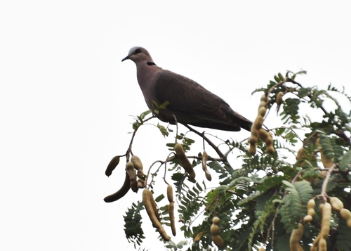 Red-eyed Dove