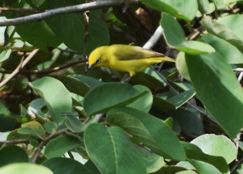 Northern Yellow White-eye