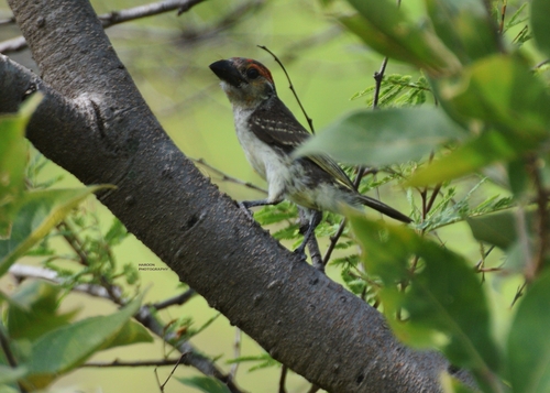 Vieillot's Barbet