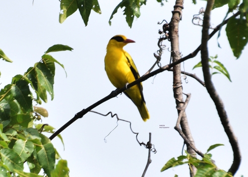 African Golden Oriole