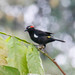 Scarlet-browed Tanager - Photo (c) Thomas A. Driscoll, all rights reserved, uploaded by Thomas A. Driscoll