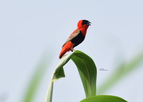 Northern Red Bishop