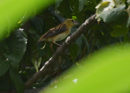 Black-winged Bishop
