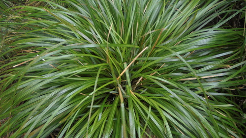 Chionochloa conspicua ssp. cunninghamii