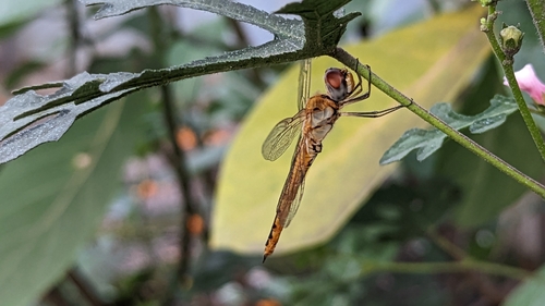 Wandering Glider