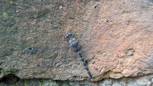 Granite Ghost