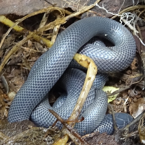 Variable Burrowing Asp