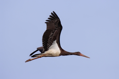 Avistamiento Cigüeña negra (Doñana)