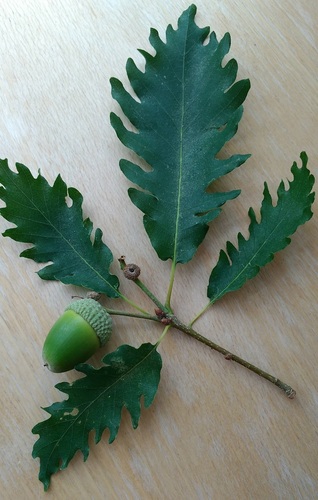Quercus X sargentii