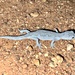 Lesser Spiny-tailed Gecko - Photo (c) Bruce Edley, all rights reserved, uploaded by Bruce Edley