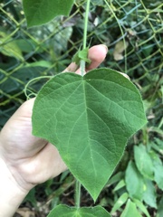 Passiflora menispermifolia image