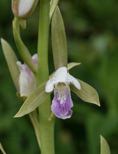 Eulophia herbacea
