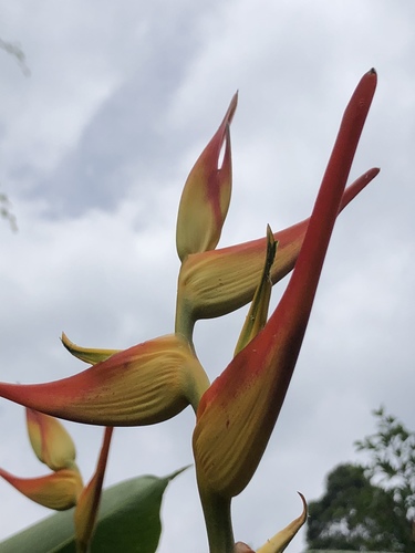 Heliconia latispatha image
