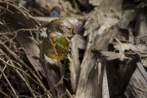 Gastrodia confusa