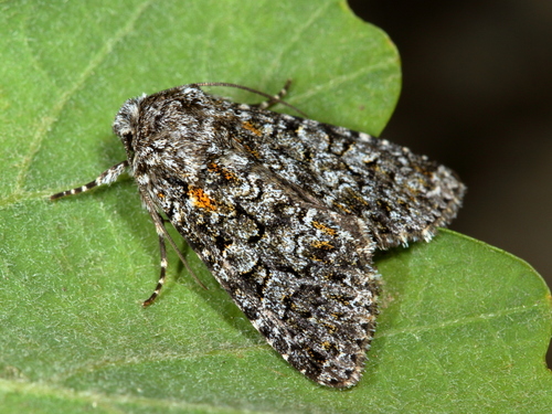 Hadena filograna Esper