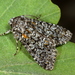 Dark Yellow Lychnis Moth - Photo (c) Raniero Panfili, all rights reserved, uploaded by Raniero Panfili