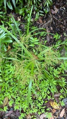 Cyperus odoratus image