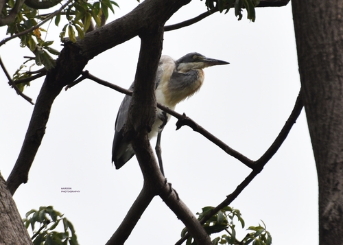 Black-headed Heron