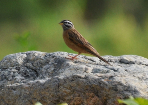 Gosling's Bunting