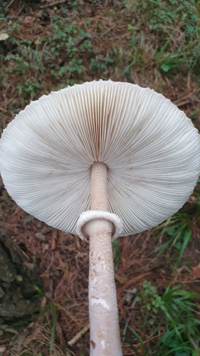 Slender Parasol