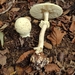 False Death-Cap - Photo (c) Matthieu Morin, all rights reserved, uploaded by Matthieu Morin