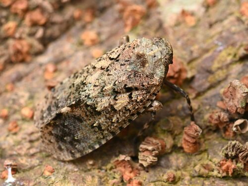 Penthicodes pulchella Guérin-Méneville, 1838