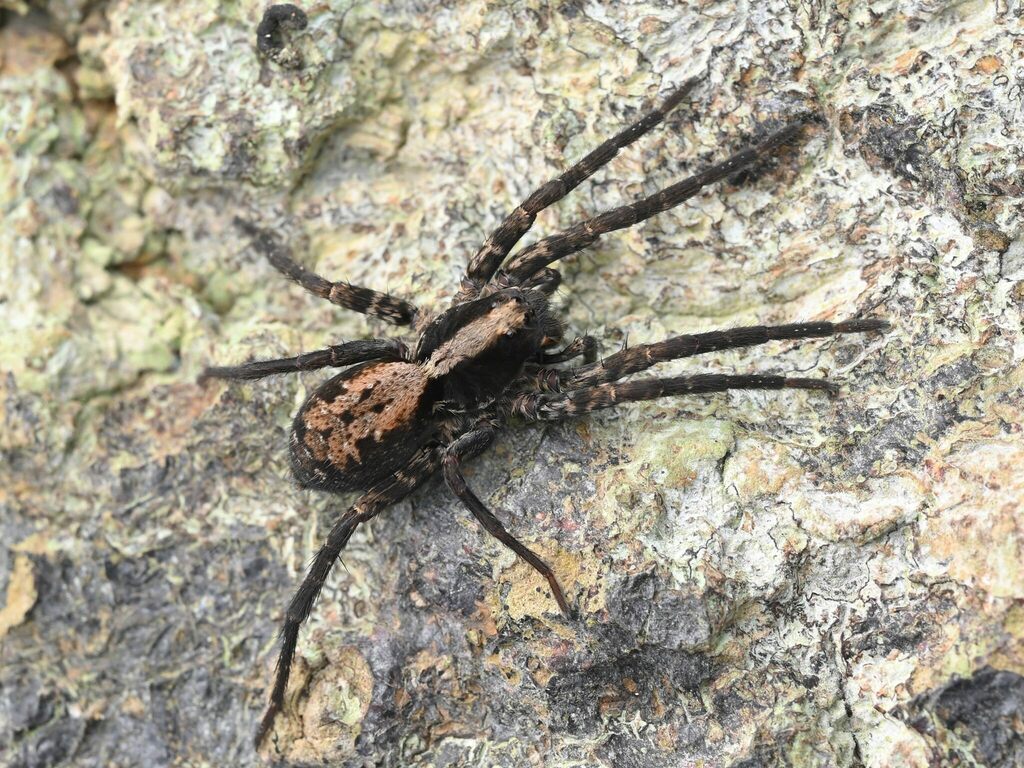 Lyona Insect Lycosa yunnanensis from 中国云南省西双版纳傣族自治州勐腊县 on October 5, 2022 at 12:17 ...