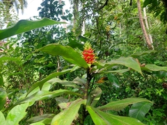 Costus guanaiensis image