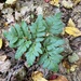 Blunt-lobed Grapefern - Photo (c) Pete, all rights reserved, uploaded by Pete