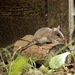 Deer Mouse - Photo (c) Emily Marie Ahtúnan, all rights reserved